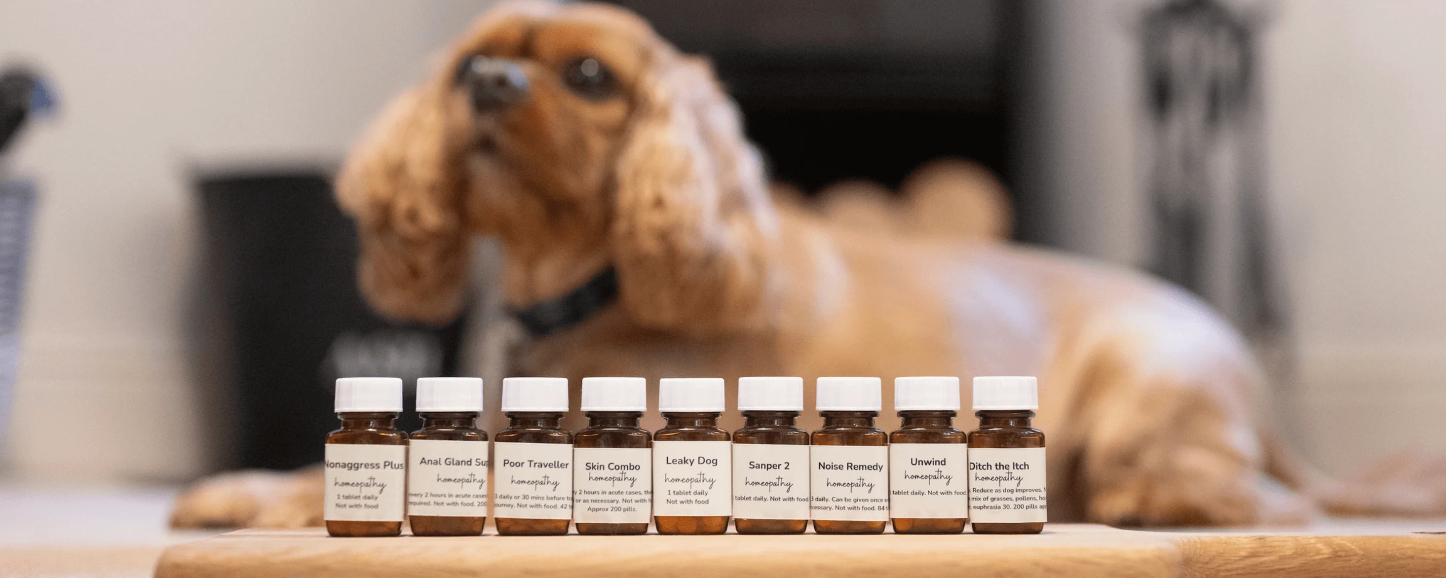 Holistic Healing for Happy Hounds